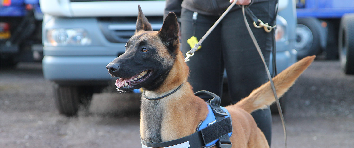 dog handler school