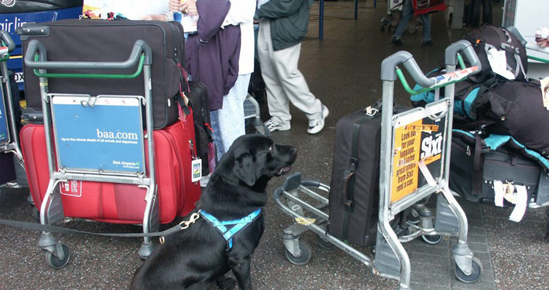 how do sniffer dogs work