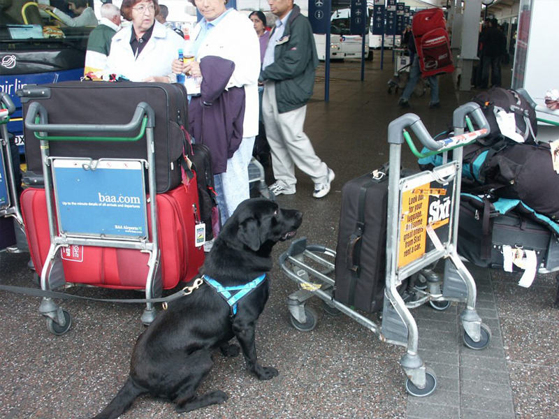 can drug dogs smell smoke on clothes